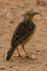 This Cape Longclaw (Oranjekeelkalkoentjie) (Macronyx capensis) boasts a beautiful orange throat and yellow body colourings), in the Addo National Park, Gqeberha, South Africa 