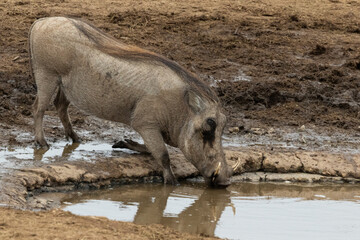 Common warthog (Vlakvark) (Phacochoerus africanus) in the Addo National Park, Gqeberha, South Africa 