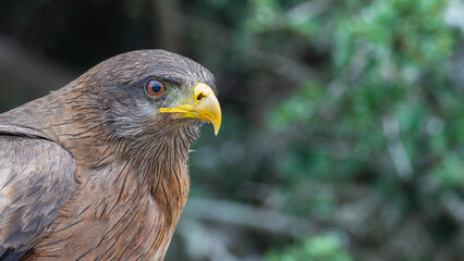 Yellow-billed Kite (Geelbekwou) (Milvus parasitus) in the Addo National Park, Gqeberha, South Africa 