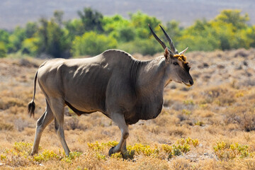 A single Common Eland (Taurotragus oryx) (Southern eland) (Eland antelope) in the Tankwa Karoo National Park, Western Cape, South Africa