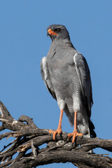 Pale Chanting Goshawk (Melierax canorus) (Bleeksingvalk) in the Tankwa Karoo National Park, Western Cape, South Africa