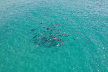 Pod of common dolphins swimming under the surface near the coastline