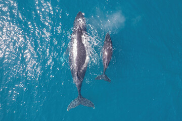 Top down aerial views of a Humpback Whale with calf feeding in shallow waters