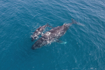 Top down aerial views of a Humpback Whale with calf feeding in shallow waters