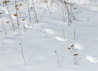 A field of snow with some plants and flowers