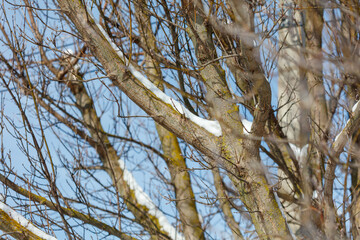 A tree with snow on it