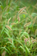 A foxtails growing on the side of the road.