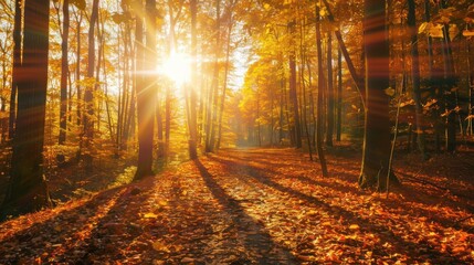 Sunlit Autumn Forest Path Warm Colors Bright Natural Light Scenic Landscape