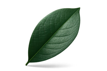 Obraz premium Green leaf isolated on transparent background illustrating nature