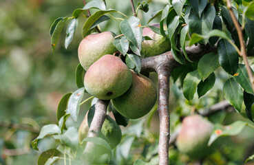 Three green apples hanging from a tree