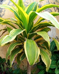 Beautiful pictures of plants growing in soil and pot at home by own 