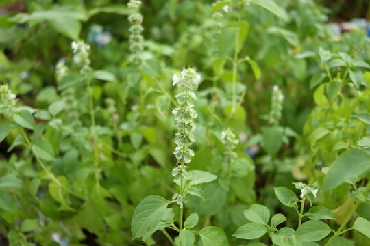 Ocimum citriodourum or Thai lemon basil flowers blooming on bunch above leaves in Thailand. Another name Hoary basil, Lemon basil or Hairy basill.