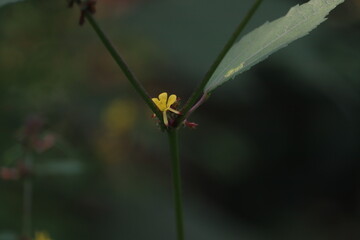 Yellow flower in tha tree ruts 