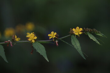 yellow flowers of a tree