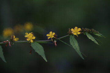 A yellow floral element is presented against a verdant backdrop.