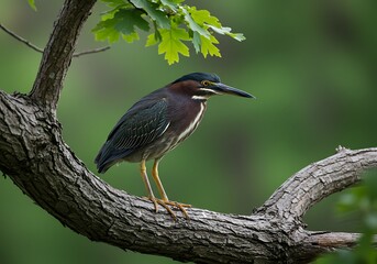Fototapeta premium Green Heron Perched on a Branch in a Lush Green Environment Capture Detail and Beauty