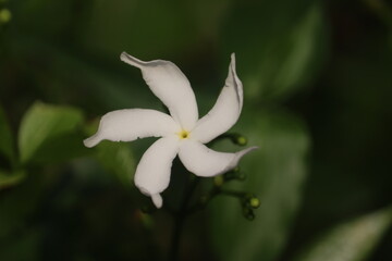 The subject is Jasmine flower.