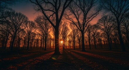Sunset glow through leafless forest trees; long shadows stretch forward