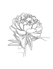 Single line drawing of a peony