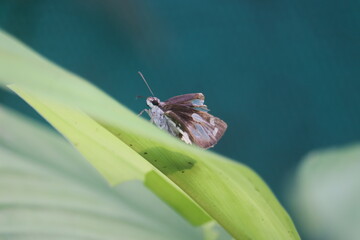 Observation indicates that the butterfly is currently positioned on a leaf.