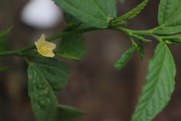 *Sida rhombifolia* is a plant species.