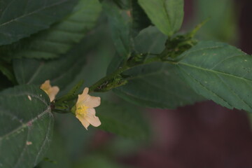 *Sida rhombifolia* is a plant species.