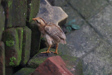 An image depicts a barn owl perched atop a fence.