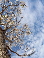Blooming White Tabebuia Against Blue Sky. 
A tall Tabebuia tree with delicate white flowers beautifully blooms under a bright blue sky with scattered clouds.