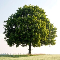 Single tree in field