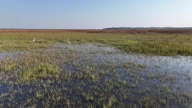 Aerial view of the McQueen's Island Historic Trail, where marsh grasses meet the horizon, with a few birds standing gracefully, Savannah, Georgia, United States.