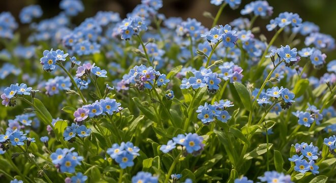 Field of forget-me-nots in full bloom, springtime floral beauty captured