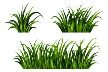Green grass on field. Lawn plants isolated on white background. Realistic nature garden and meadow illustration. Long vegetation leaves border. Summer fresh foliage vector design.