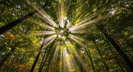 Sun rays burst through the canopy of a lush green forest, creating a starburst effect in the sky.