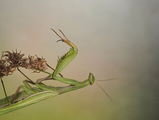 Europäische Gottesanbeterin, Mantis religiosa