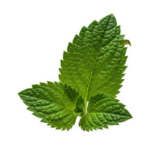 Emerald green lemon balm or mint sprig, serrated leaves, veins, velvety, dew, torn leaf, extreme close-up macro, dramatic lighting, transparent, Concept of natural beauty and freshness