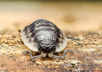 Assel, Isopoda
