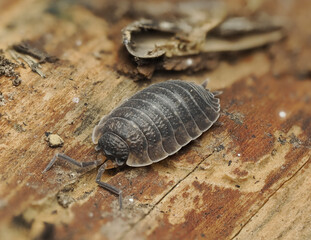 Assel, Isopoda