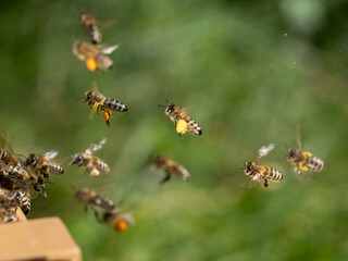 Honigbiene, Apis mellifera, Anflug auf Bienenstand