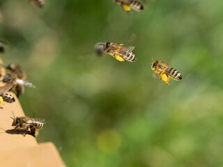 Honigbiene, Apis mellifera, Anflug auf Bienenstand