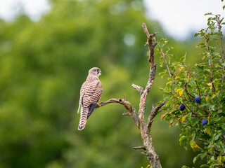 Turmfalke, Falco tinnunculus