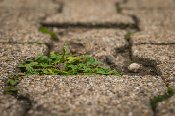 Nature reclaiming urban space with green plants growing through cracked pavement