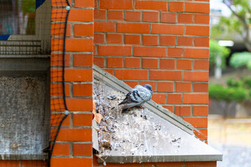 Pigeon perched on a weathered rooftop in an urban setting, surrounded by brick walls and greenery on a sunny day