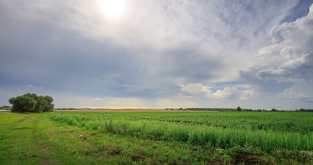 Obraz premium Field of green grass with a cloudy sky in the background