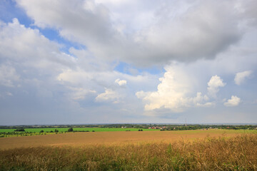 Field of tall grass with a cloudy sky in the background