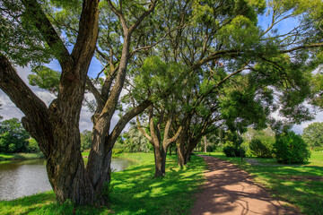 Path runs through a park with trees on either side