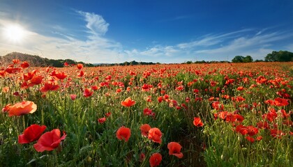 Fototapeta premium Vibrant Summer Poppy Field Under A Clear Blue Sky With Blooming Flowers Swaying Gently