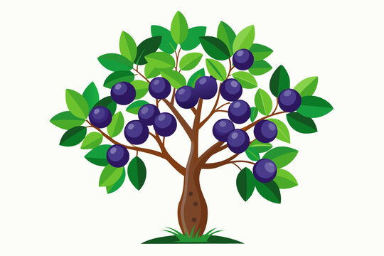 jamun tree with green leaves