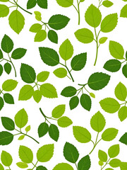 Obraz premium Sprigs of blooming linden with green leaves on white background. Floral seamless pattern. Vector illustration of linden tree in cartoon simple flat style.