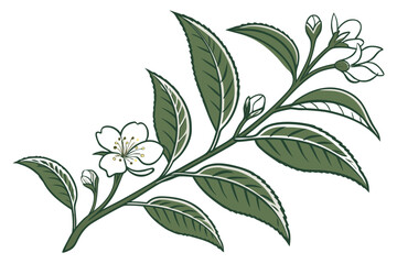 branch of a tea plant