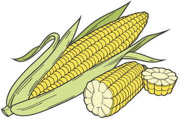 corn cobs isolated on white